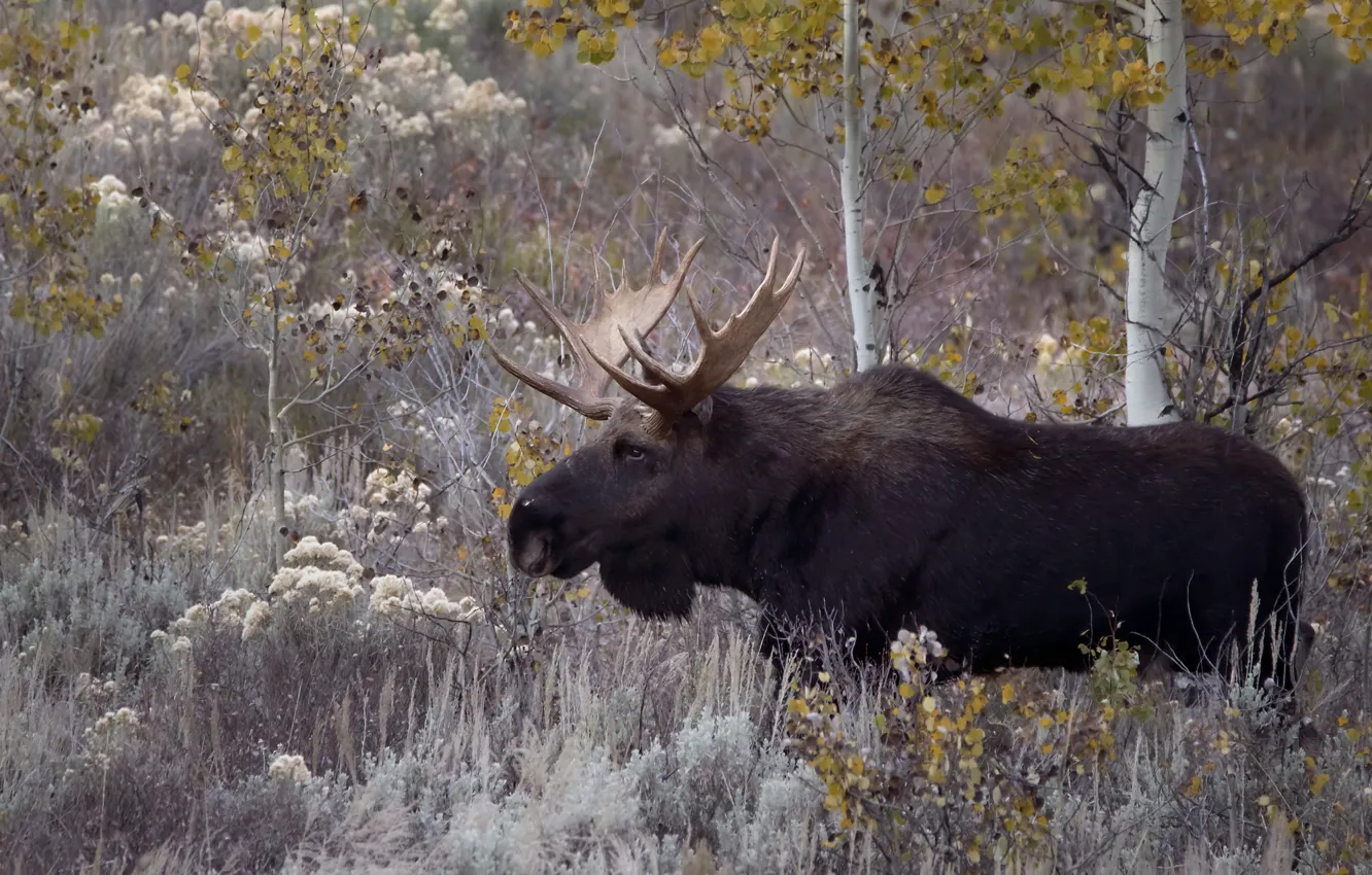 Photo wallpaper autumn, nature, moose