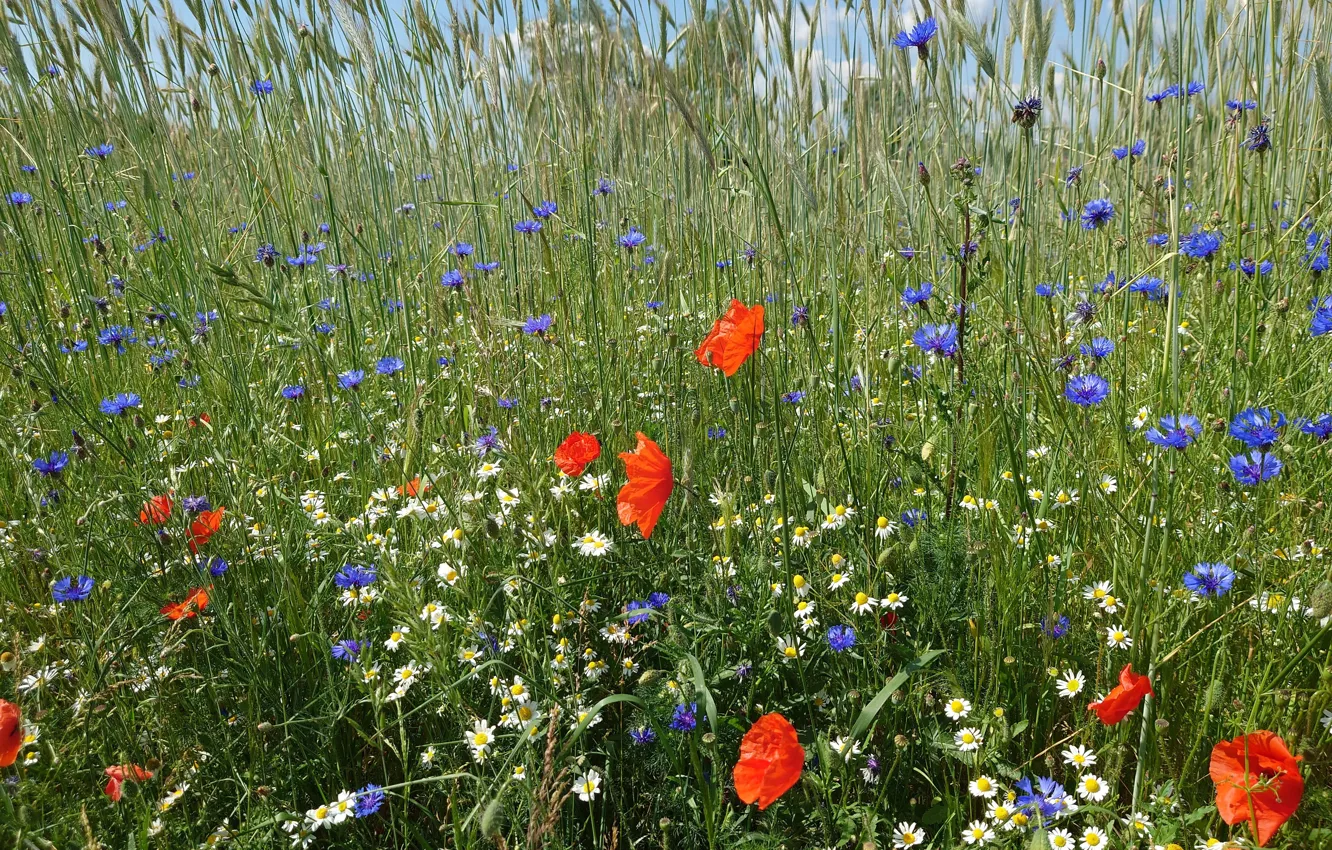 Photo wallpaper field, summer, Maki, chamomile, cornflowers