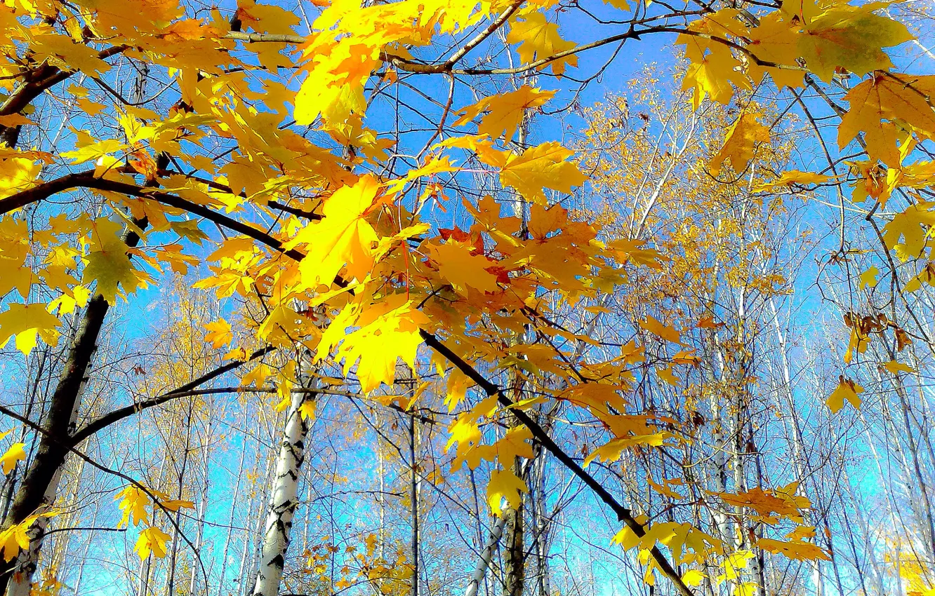 Photo wallpaper autumn, the sky, yellow leaves