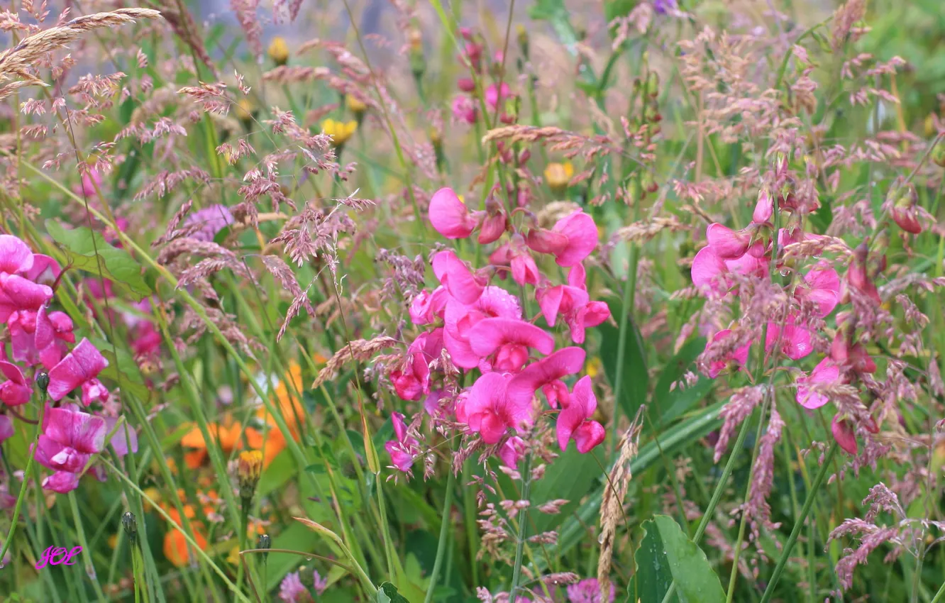 Photo wallpaper field, grass, flowers, plant, meadow