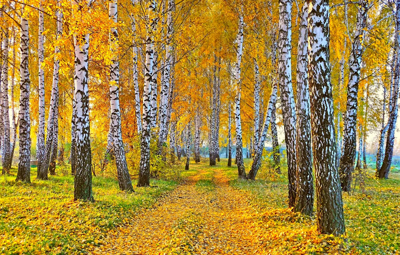 Photo wallpaper road, autumn, landscape, nature, yellow leaves, birch
