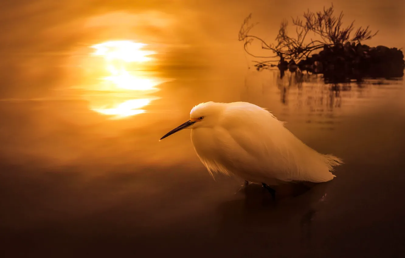 Photo wallpaper sunset, bird, pond, Heron