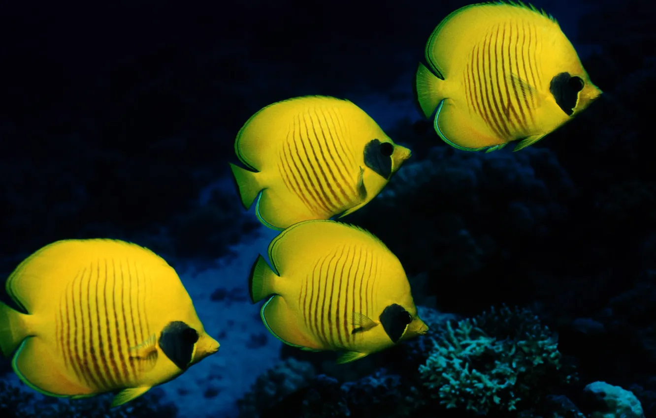 Photo wallpaper sea, fish, fish, underwater world