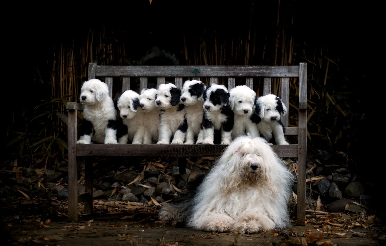 Photo wallpaper dog, puppies, bench