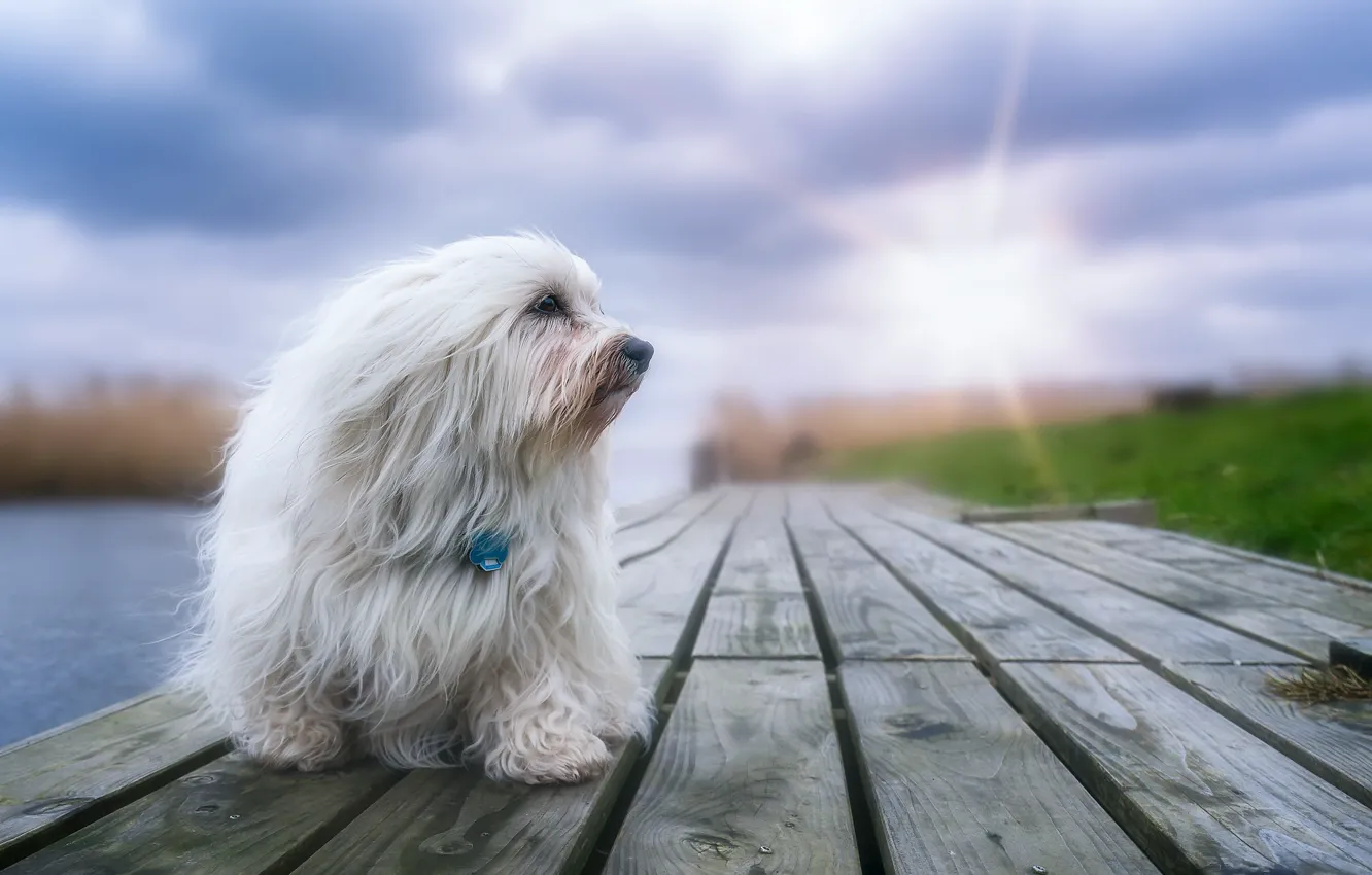 Photo wallpaper look, each, dog