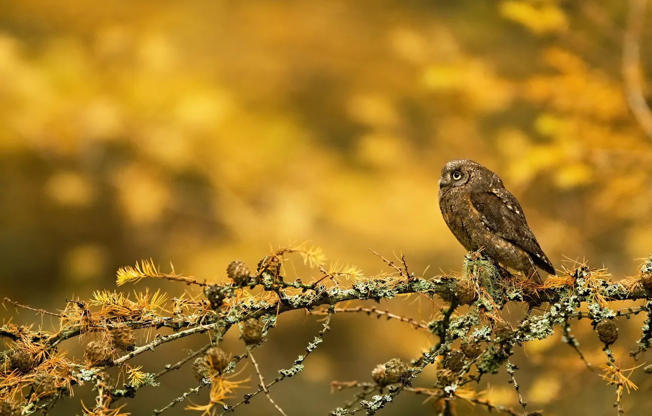 Photo wallpaper autumn, look, branches, nature, pose, owl, bird, profile