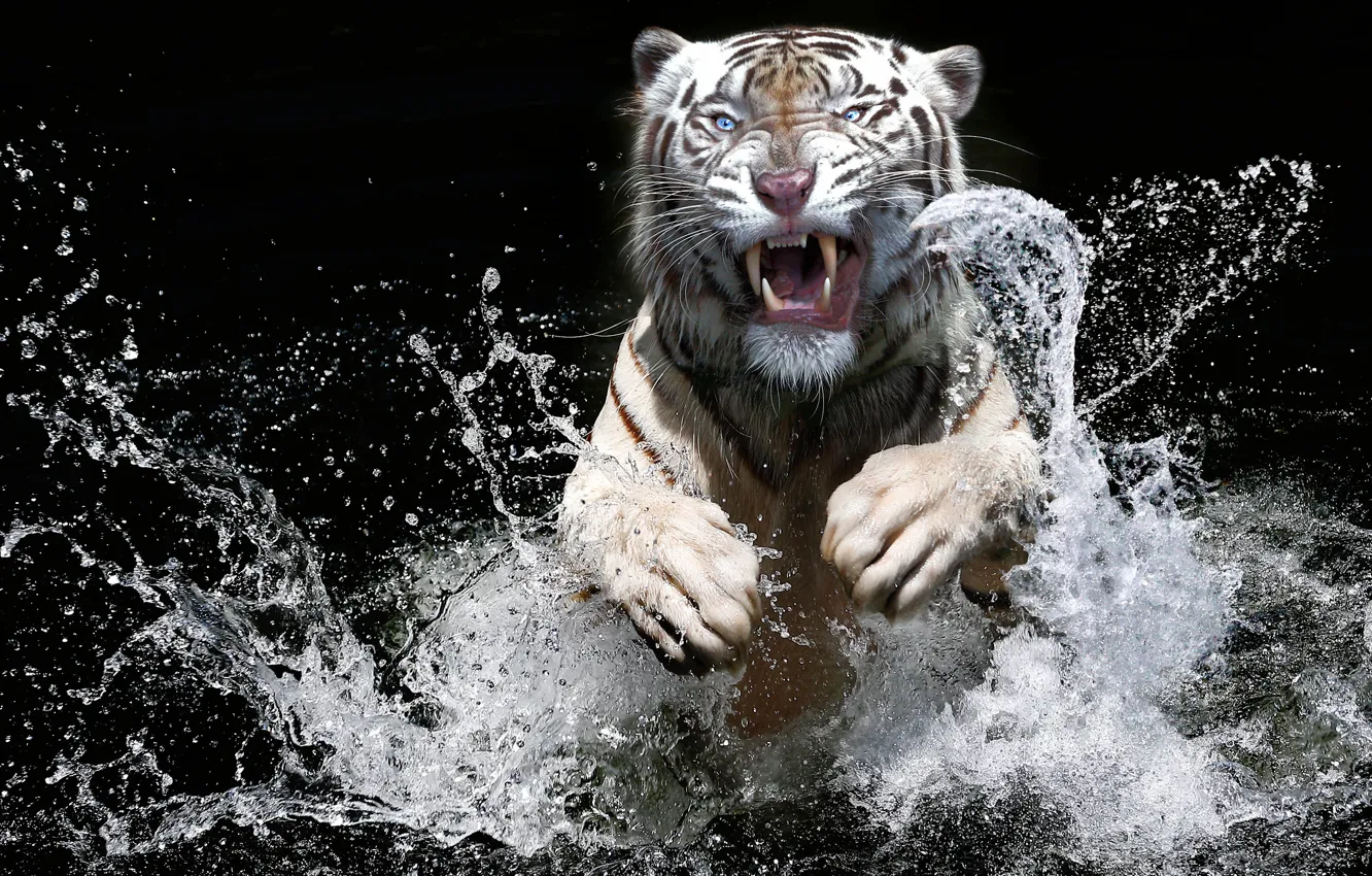 Photo wallpaper white, look, face, water, squirt, tiger, the dark background, jump