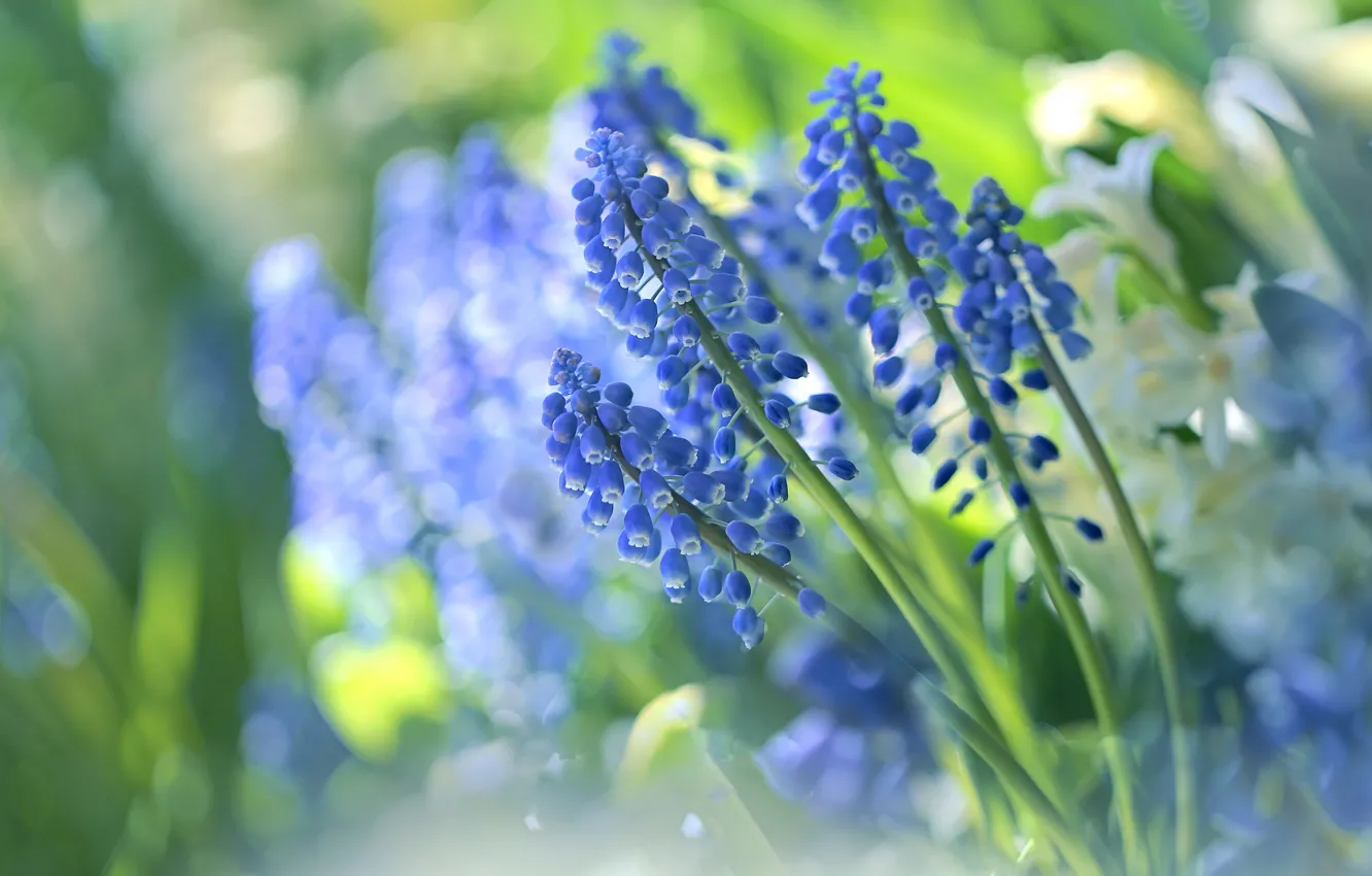 Photo wallpaper light, flowers, blue, blur, spring, garden, gentle, flowerbed