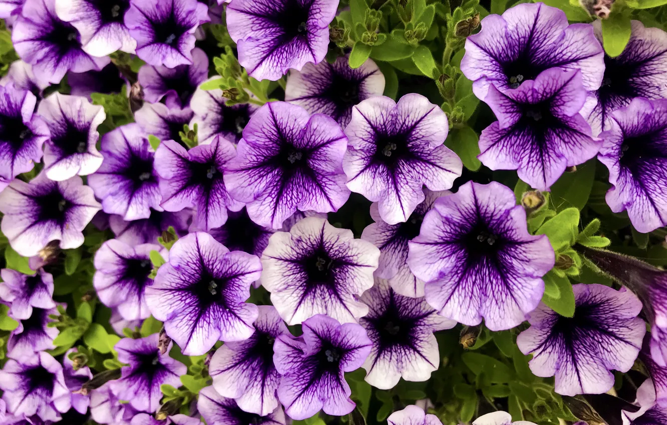 Photo wallpaper purple, flowers, lilac, Petunia