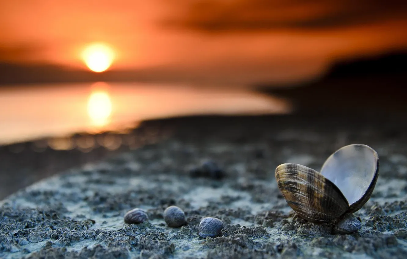 Photo wallpaper sea, beach, sunset, shore, the evening, shell