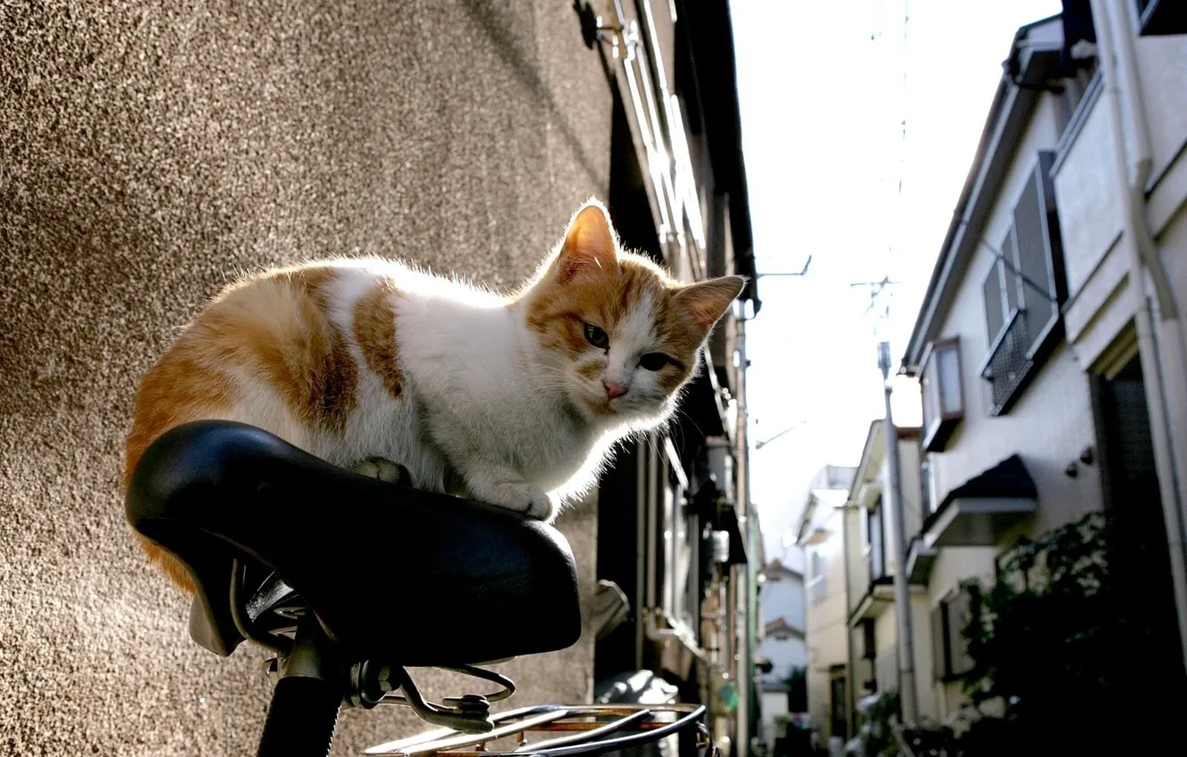 Photo wallpaper cat, bike, red