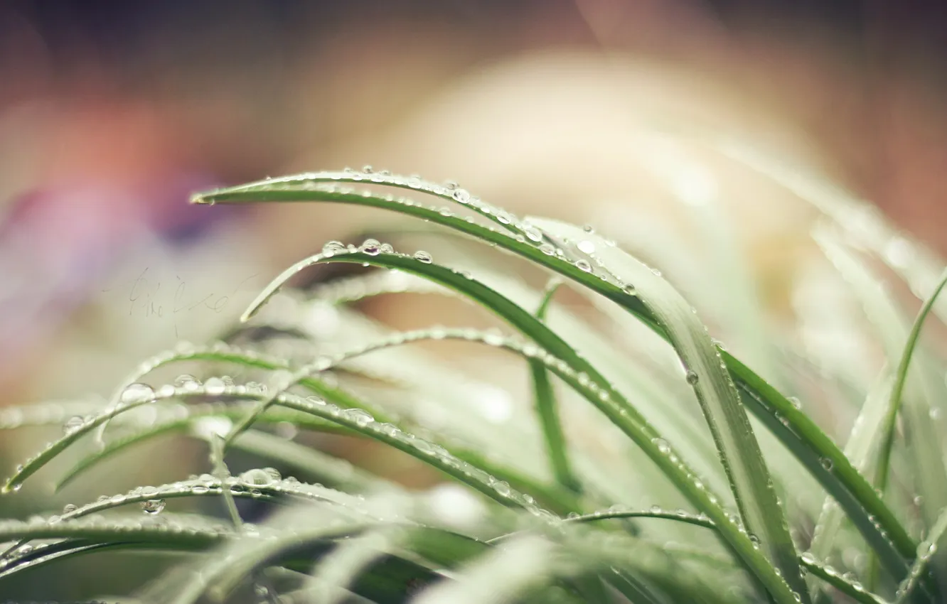 Photo wallpaper grass, water, drops, macro, nature, green, Rosa