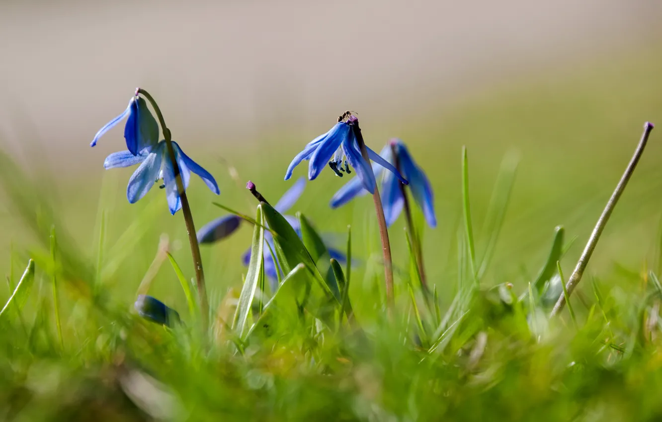 Photo wallpaper summer, flowers, hyacinths