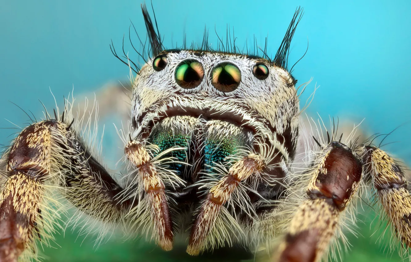 Photo wallpaper eyes, macro, pose, background, blue, portrait, legs, spider