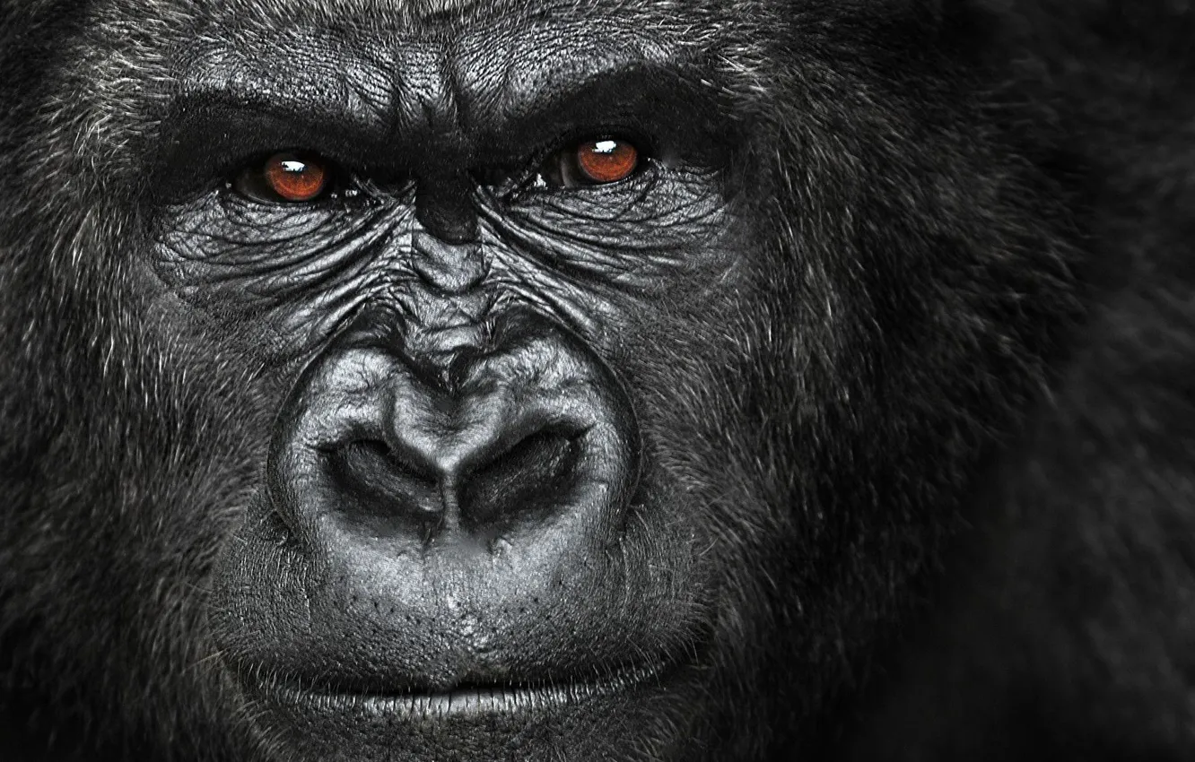 Photo wallpaper gorilla, angry, herbivorous, great ape, Africa.face