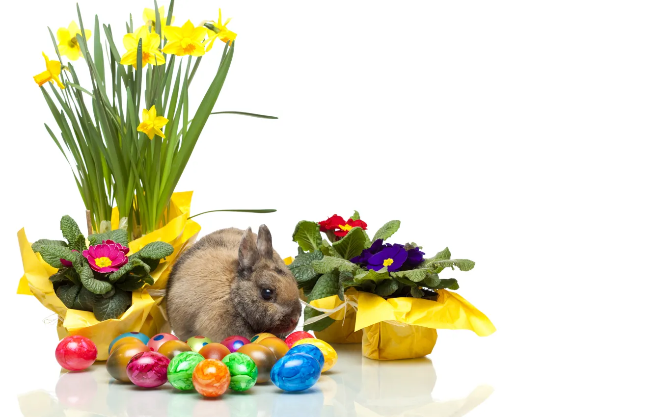 Photo wallpaper flowers, egg, rabbit, Easter, Narcissus, easter