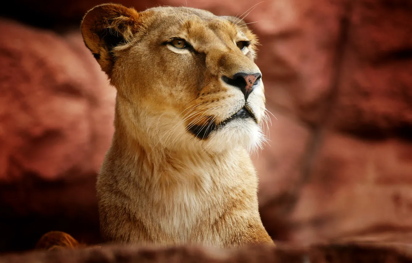 Photo wallpaper portrait, lioness, wild cat