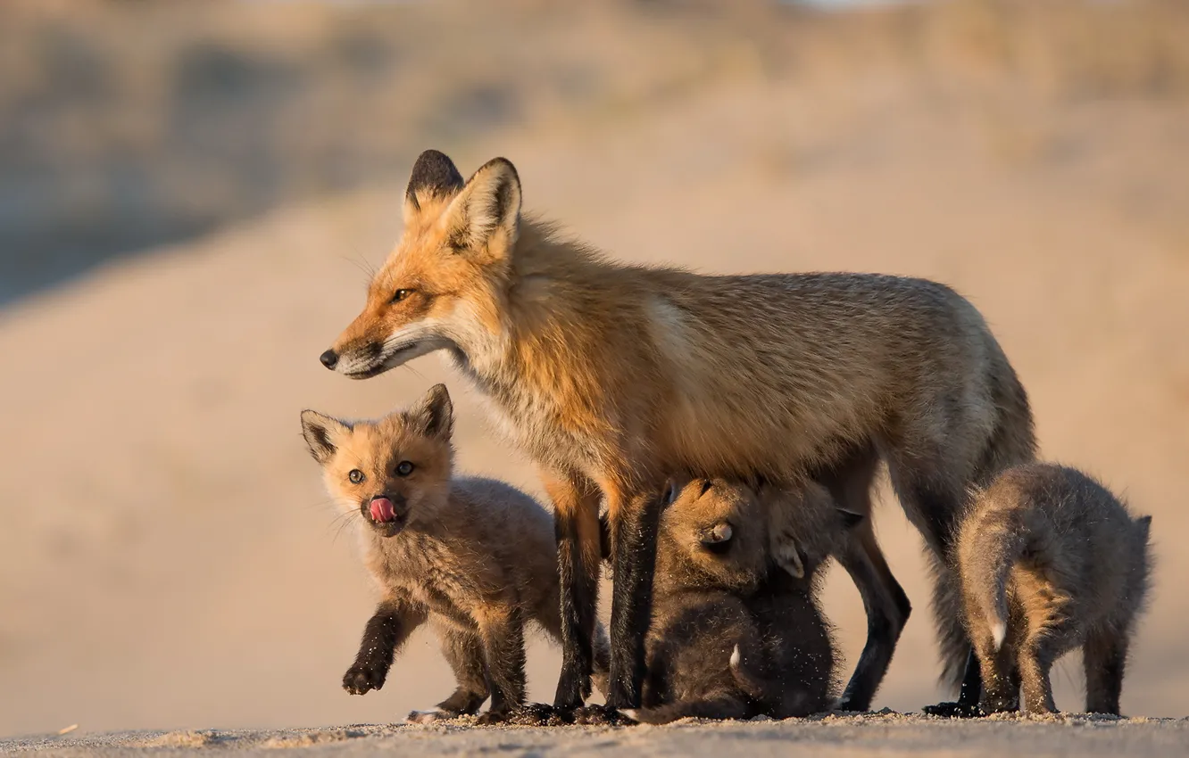 Photo wallpaper nature, Fox, Mom and her babies