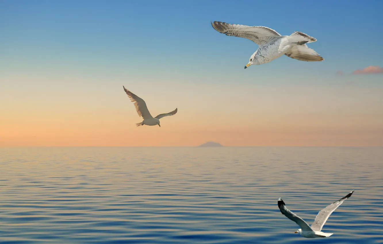Photo wallpaper sea, the sky, bird, dawn