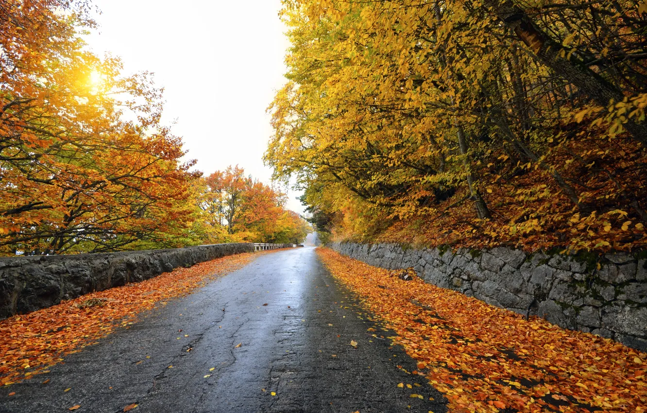 Photo wallpaper road, autumn, the sky, trees, landscape, foliage
