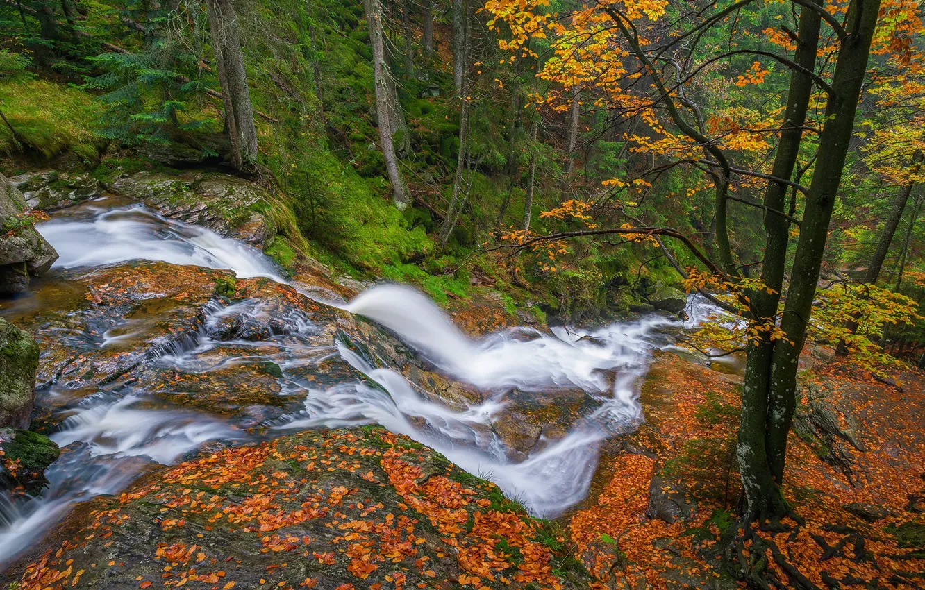 Photo wallpaper autumn, forest, trees, waterfall, Germany, Bayern, cascade, Germany