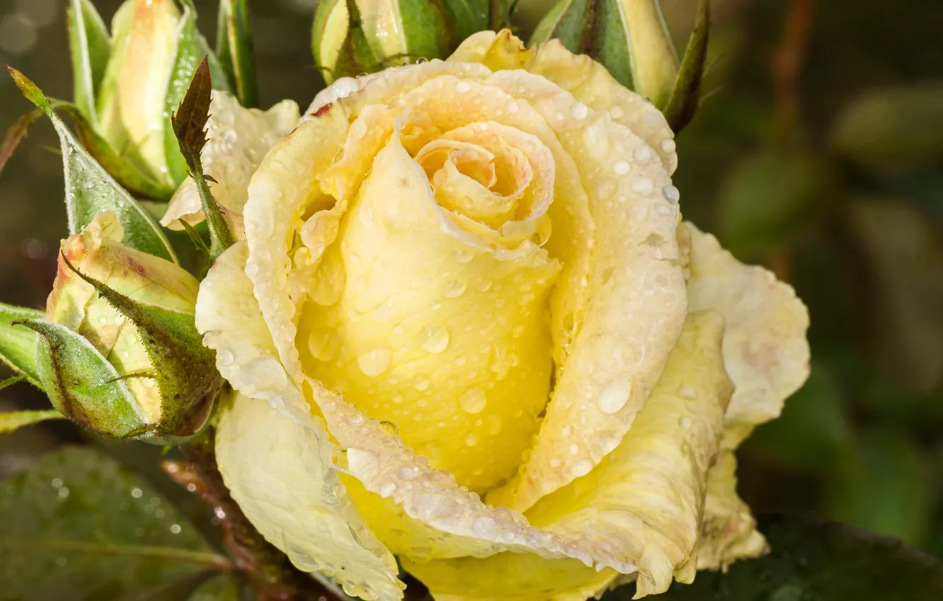 Photo wallpaper drops, yellow, roses, buds