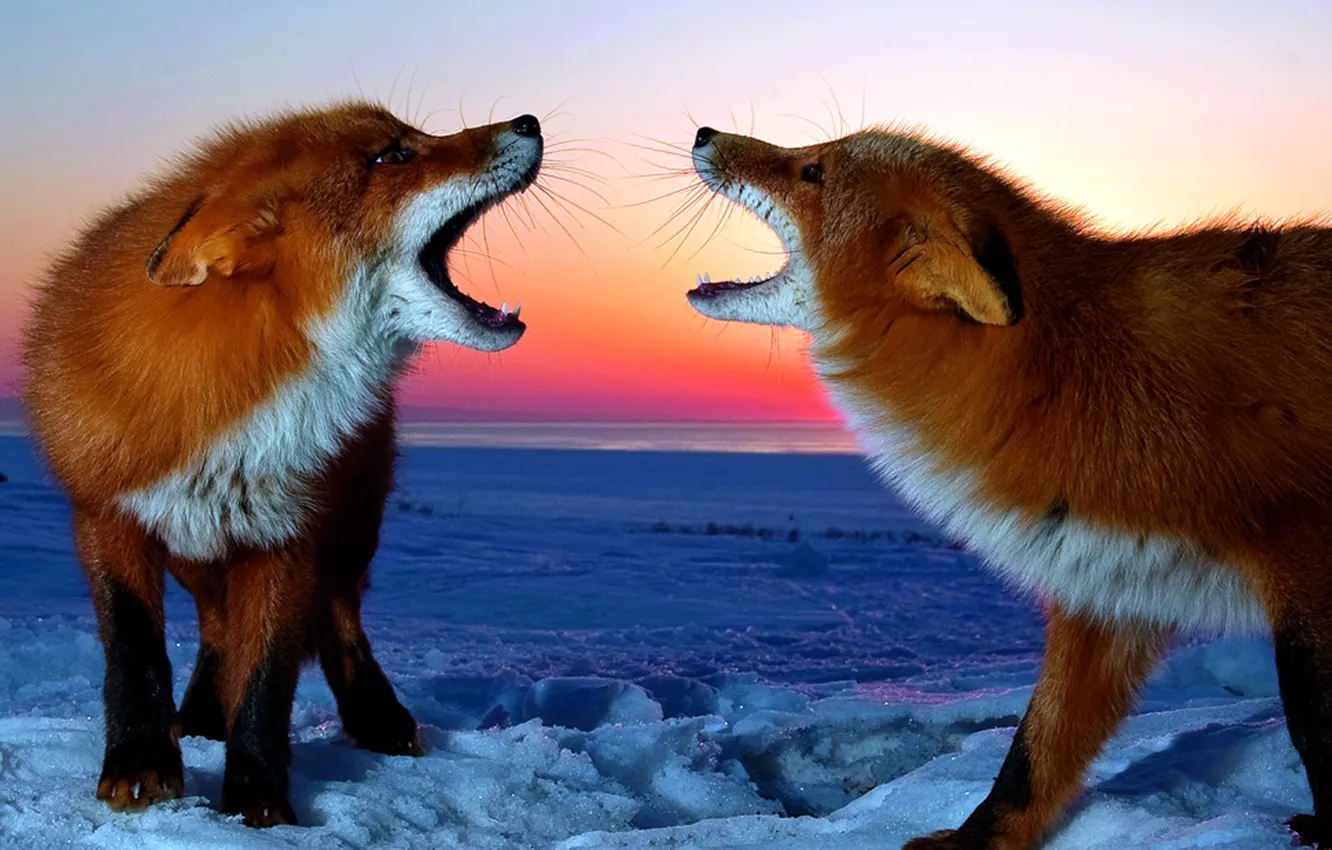 Photo wallpaper winter, snow, Fox, pair, red