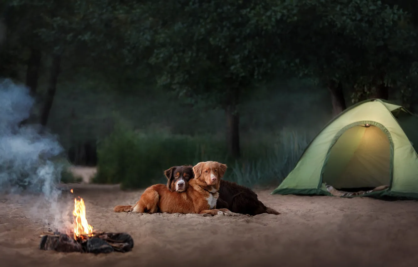 Photo wallpaper sand, forest, dogs, grass, look, nature, pose, fire