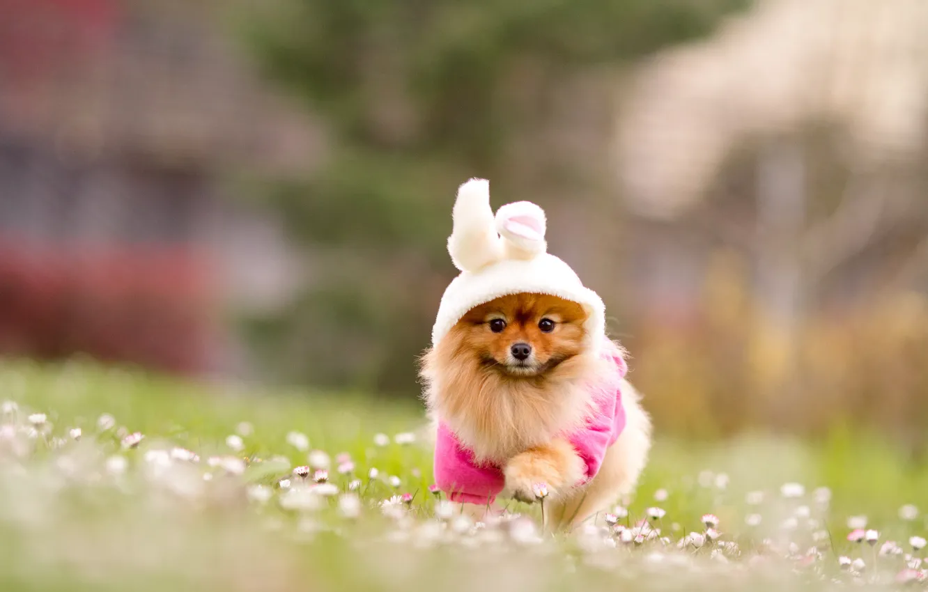 Photo wallpaper grass, flowers, nature, dog, blur, red, costume, Bunny
