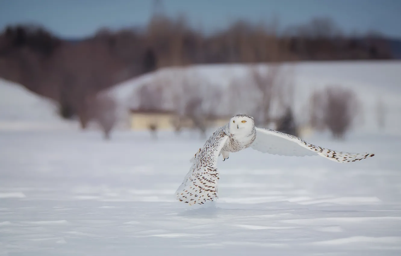 Photo wallpaper winter, field, white, the sky, look, snow, trees, flight