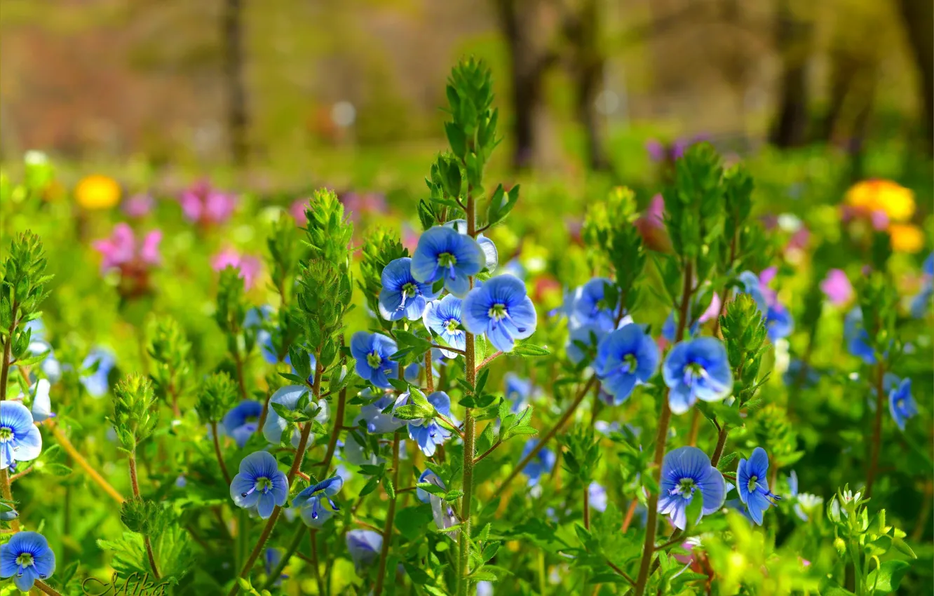 Photo wallpaper Nature, Spring, Nature, Spring, Blue flowers, Blue flowers, Veronica Dubravnaya