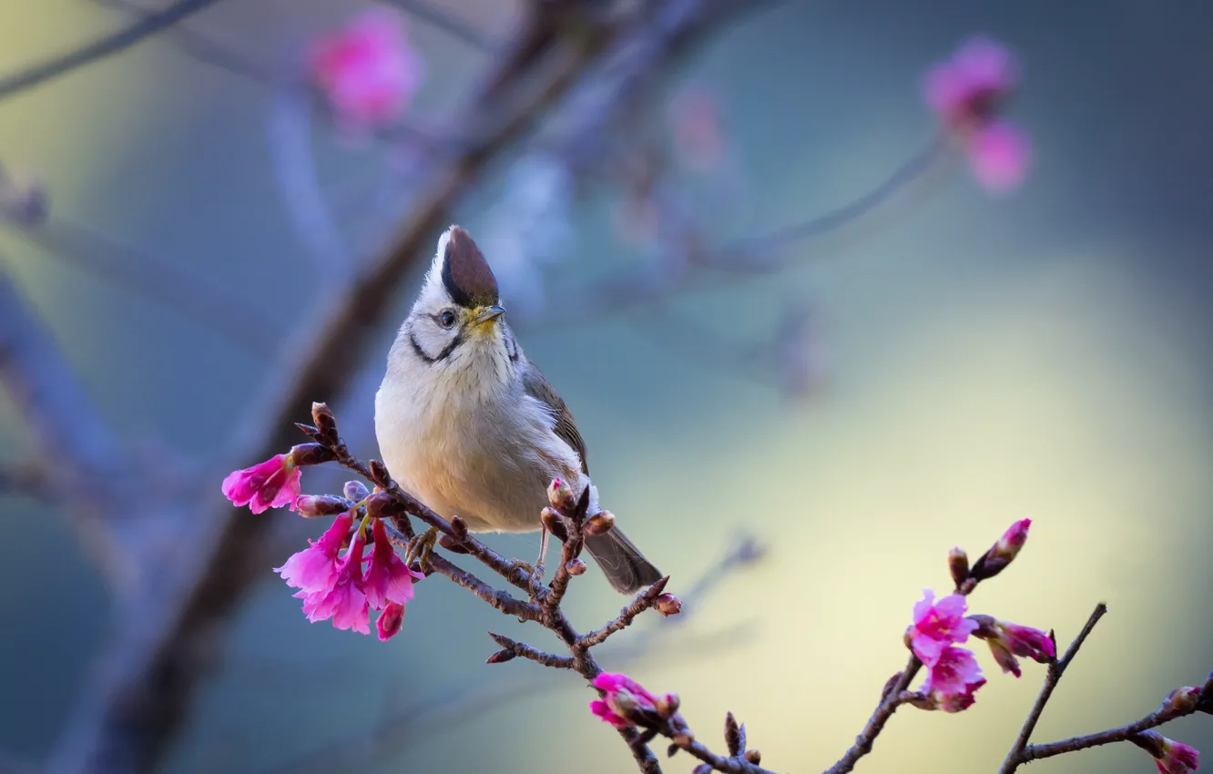 Photo wallpaper bird, branch, Taiwan yuhina