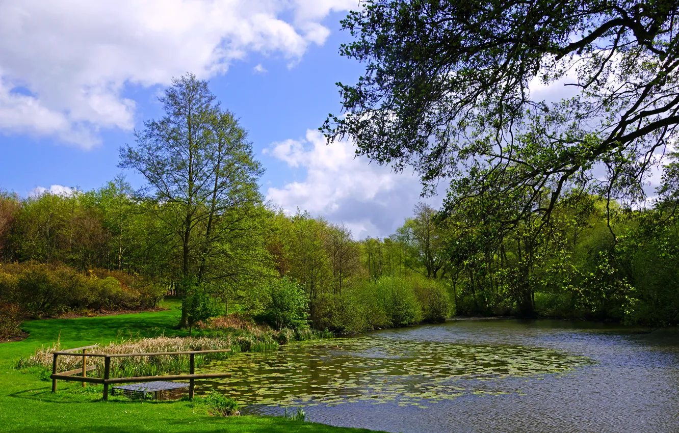 Photo wallpaper greens, grass, clouds, trees, branches, pond, the reeds, England