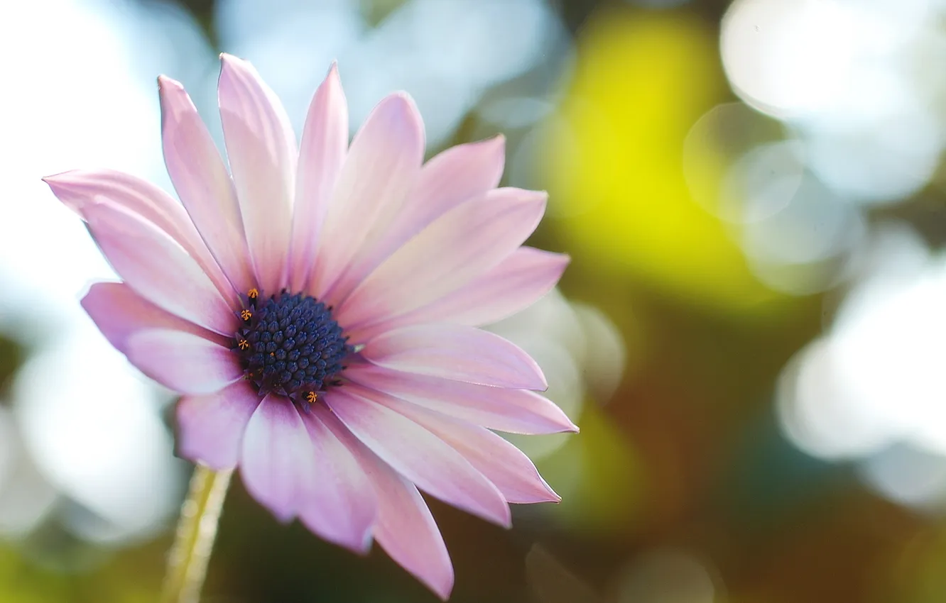 Photo wallpaper greens, flower, macro, light, nature, glare, petals, pink