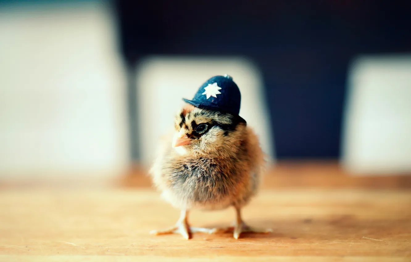 Photo wallpaper background, chickens, hat