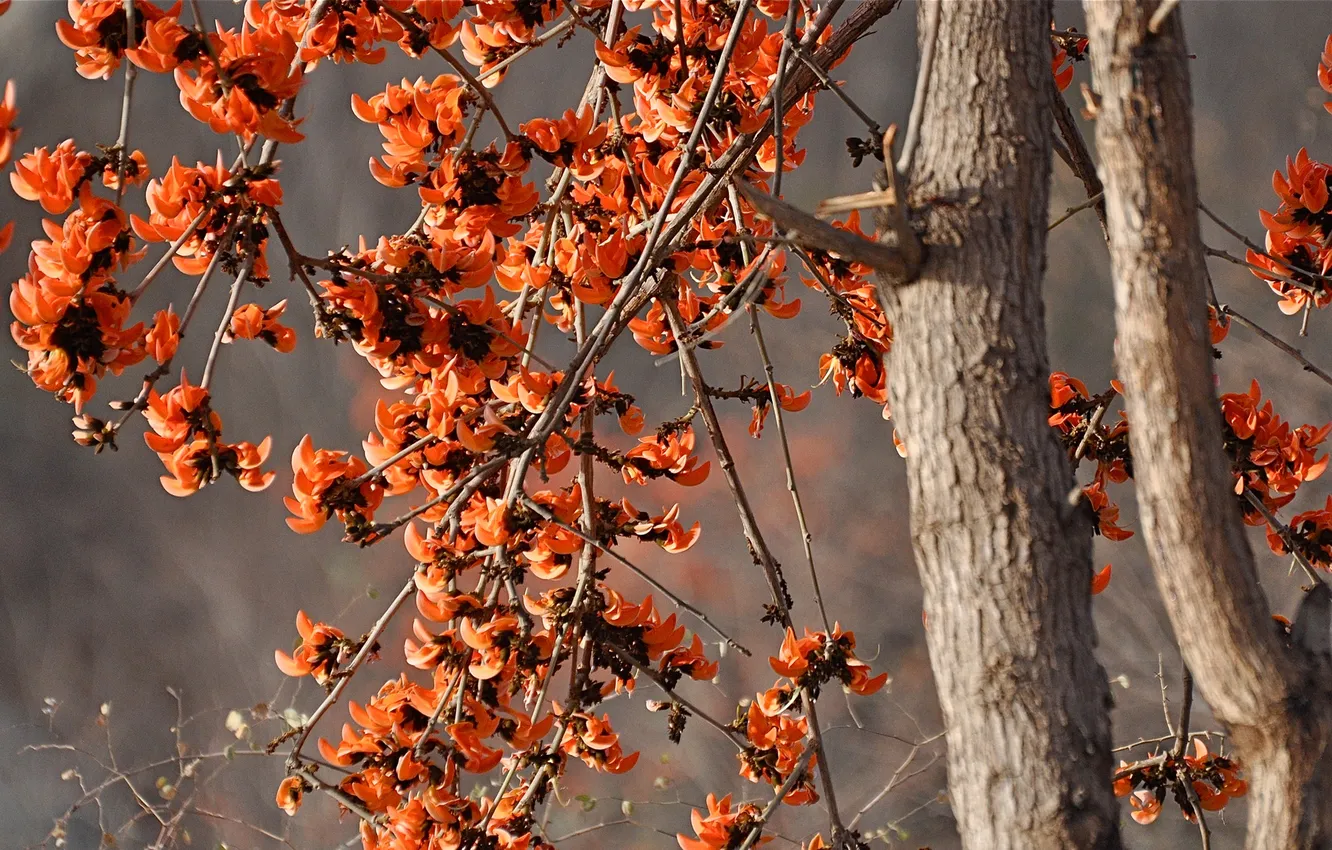 Photo wallpaper trees, flowers, spring, petals