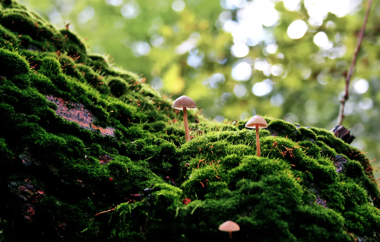 Photo wallpaper nature, green, mushrooms, moss