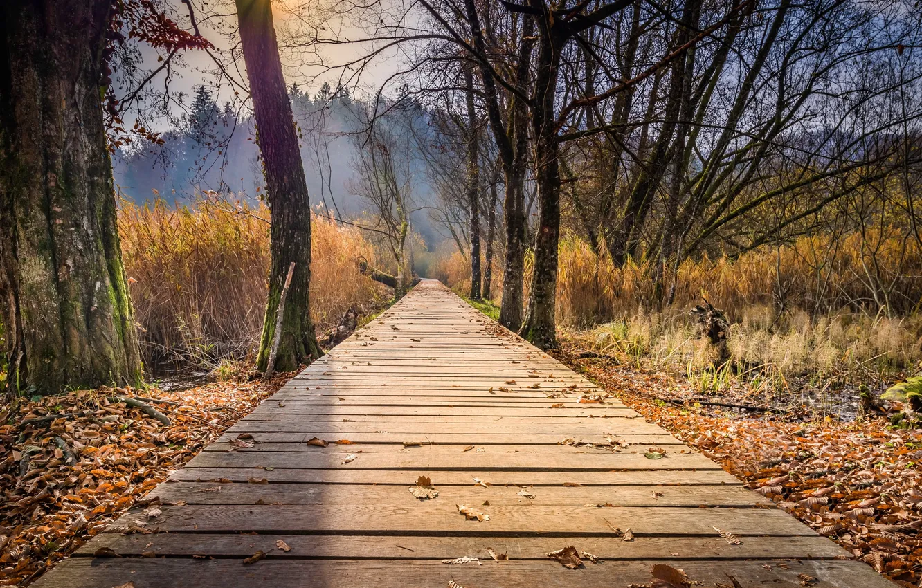 Photo wallpaper autumn, leaves, bridge