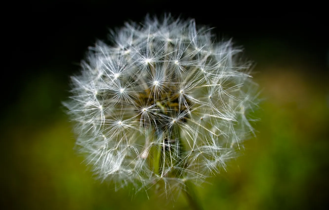 Photo wallpaper dandelion, dandelion, Super macro