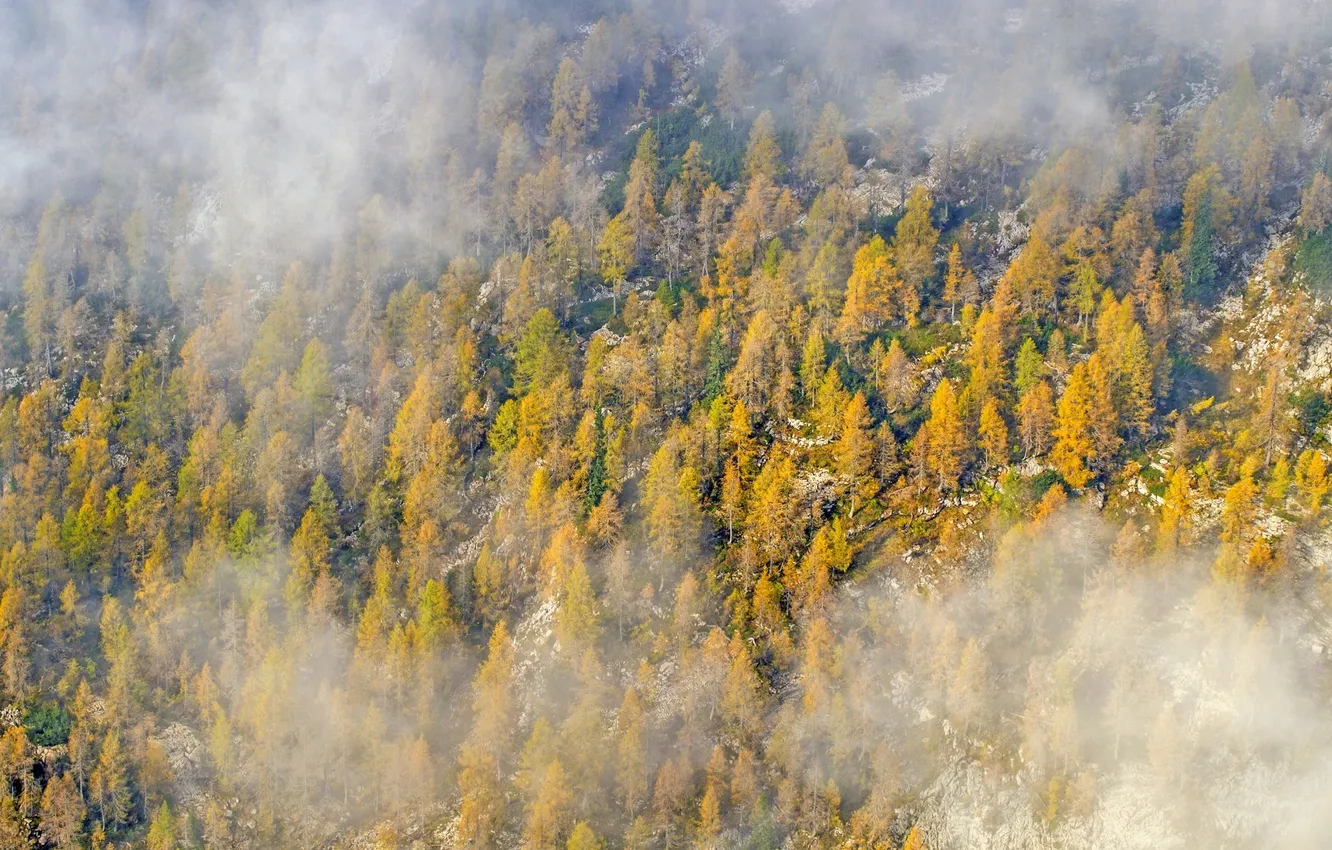 Photo wallpaper autumn, forest, clouds, trees, nature