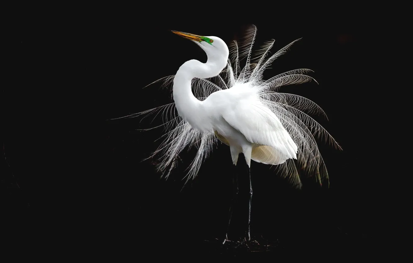 Photo wallpaper bird, feathers, white, Heron