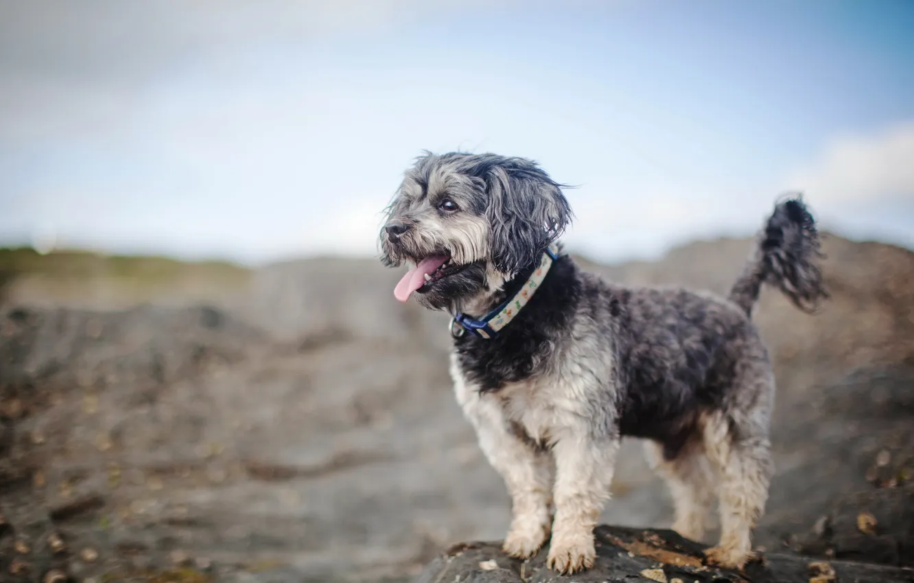 Photo wallpaper look, each, dog