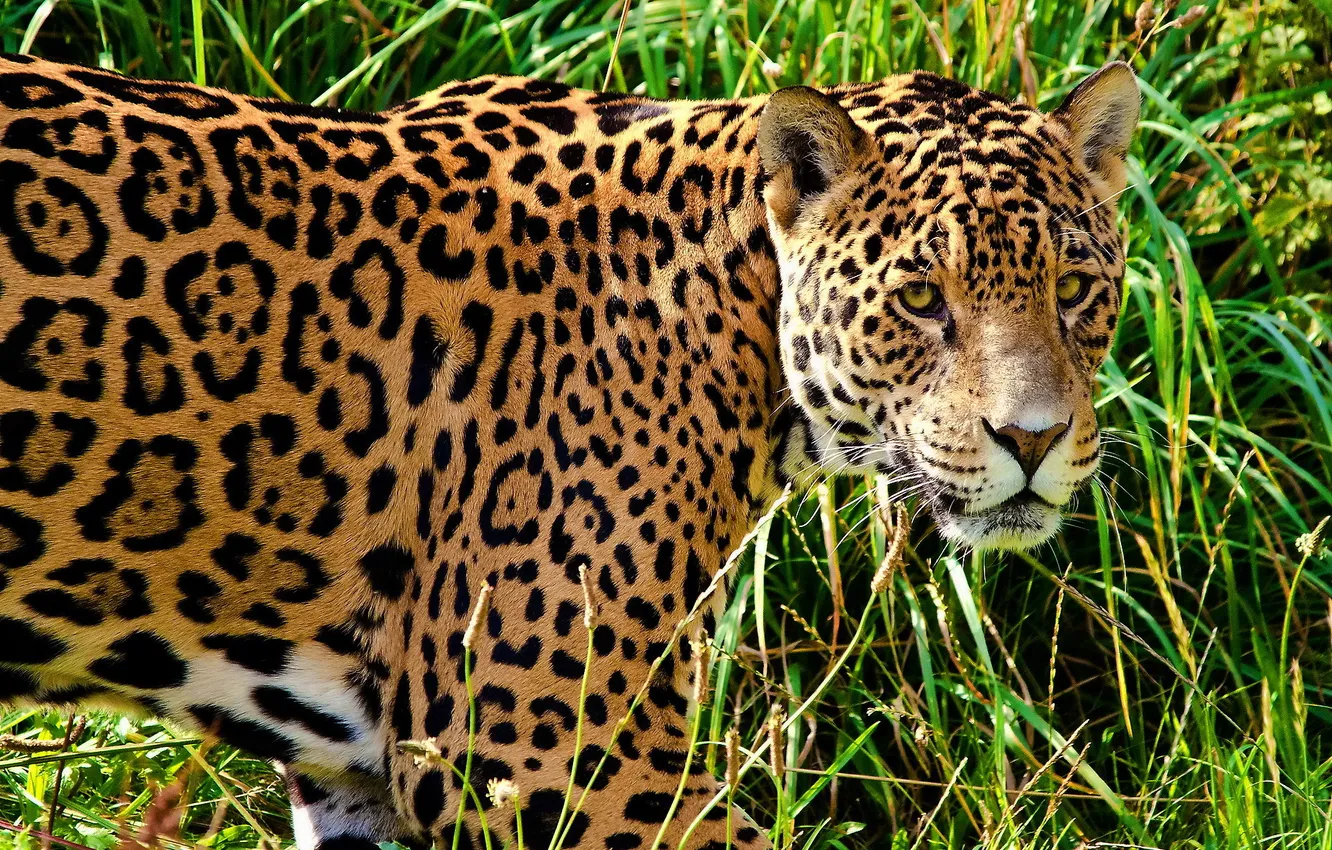 Photo wallpaper grass, face, predator, spot, Jaguar, profile, looks, big cat