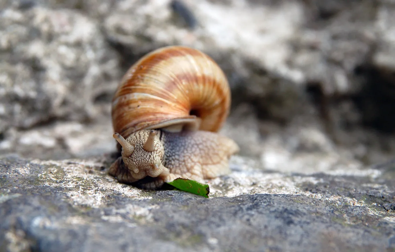 Photo wallpaper animal, snail, slug