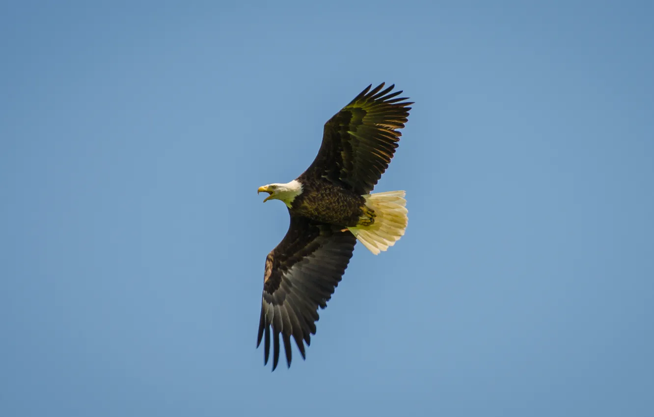Photo wallpaper flight, bird, Orlan, Bald