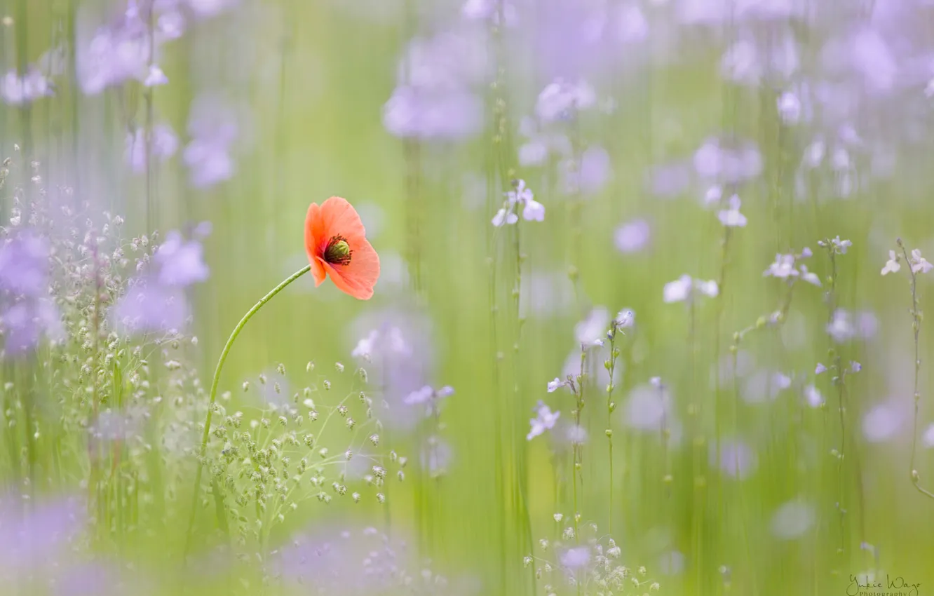 Photo wallpaper flower, grass, flowers, meadow, Mac
