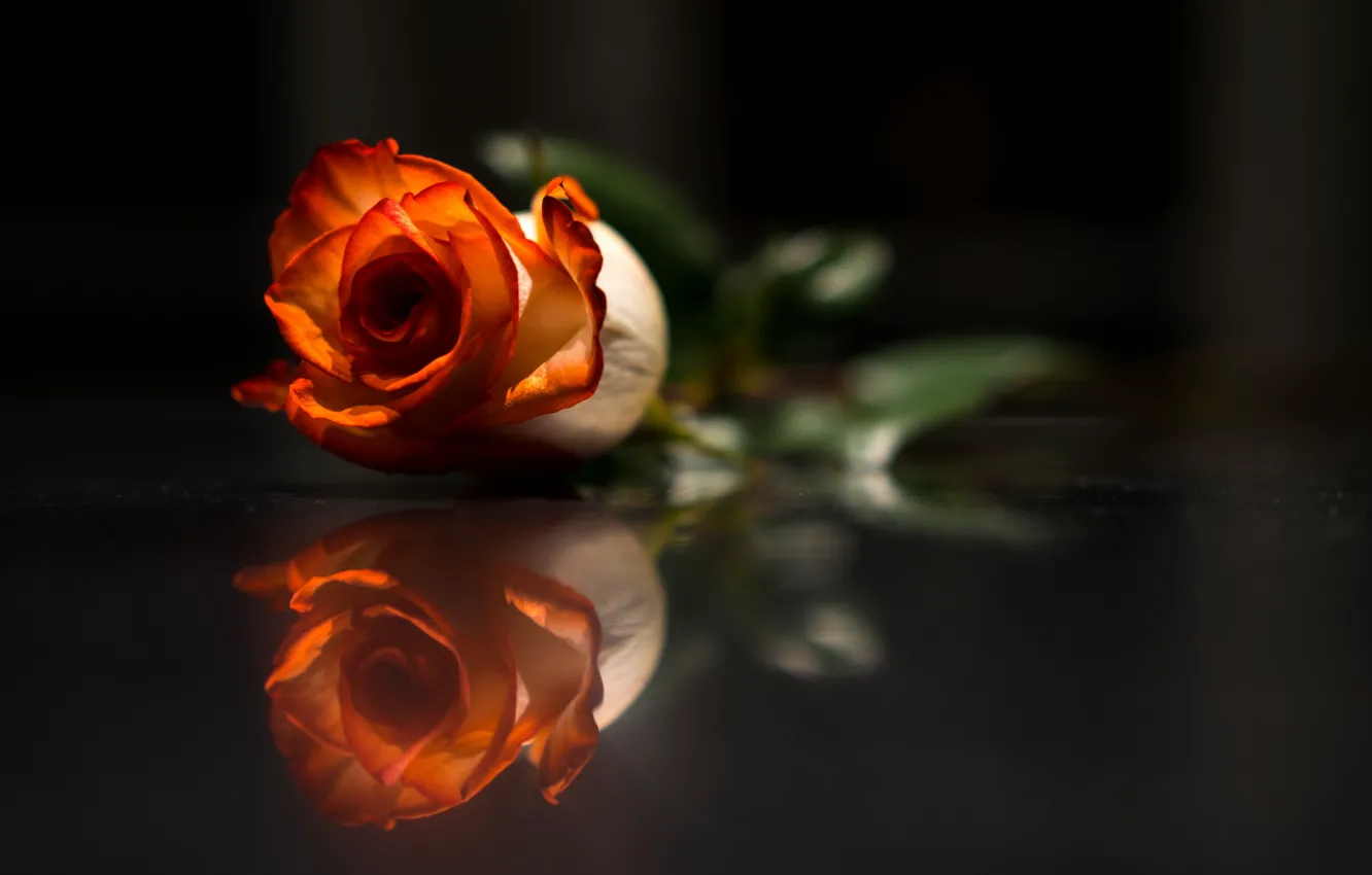 Photo wallpaper flower, background, rose