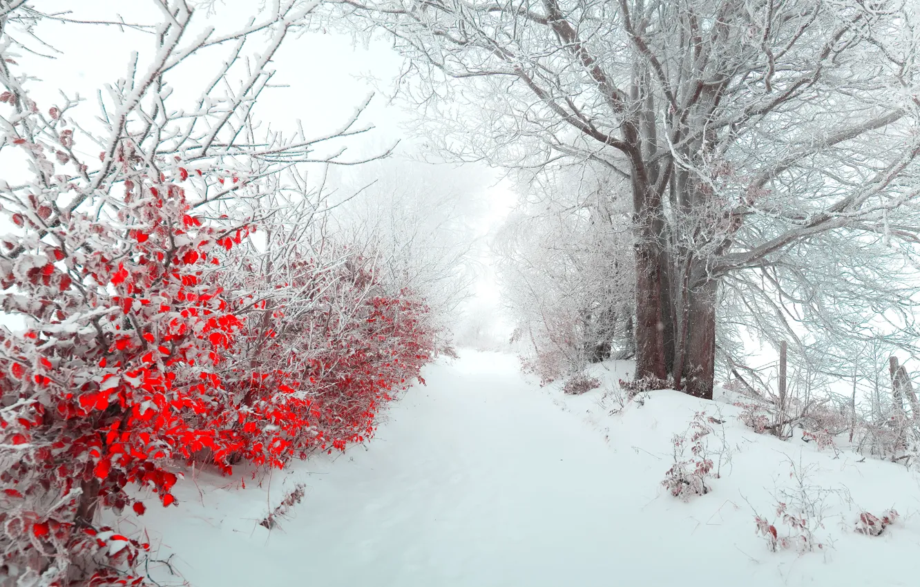 Photo wallpaper winter, leaves, snow, nature, fog, tree, morning, beautiful