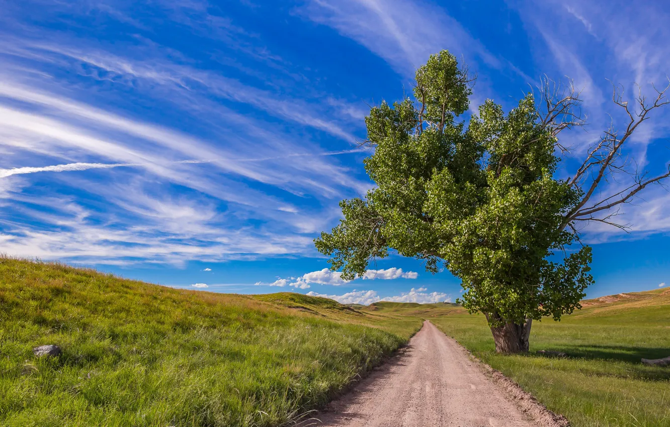 Photo wallpaper road, the sky, grass, photo, tree
