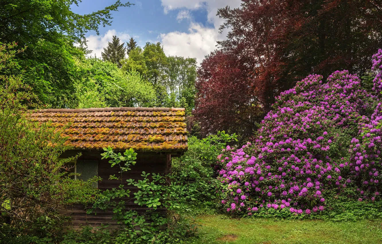 Photo wallpaper greens, the sky, the sun, clouds, trees, flowers, Germany, garden